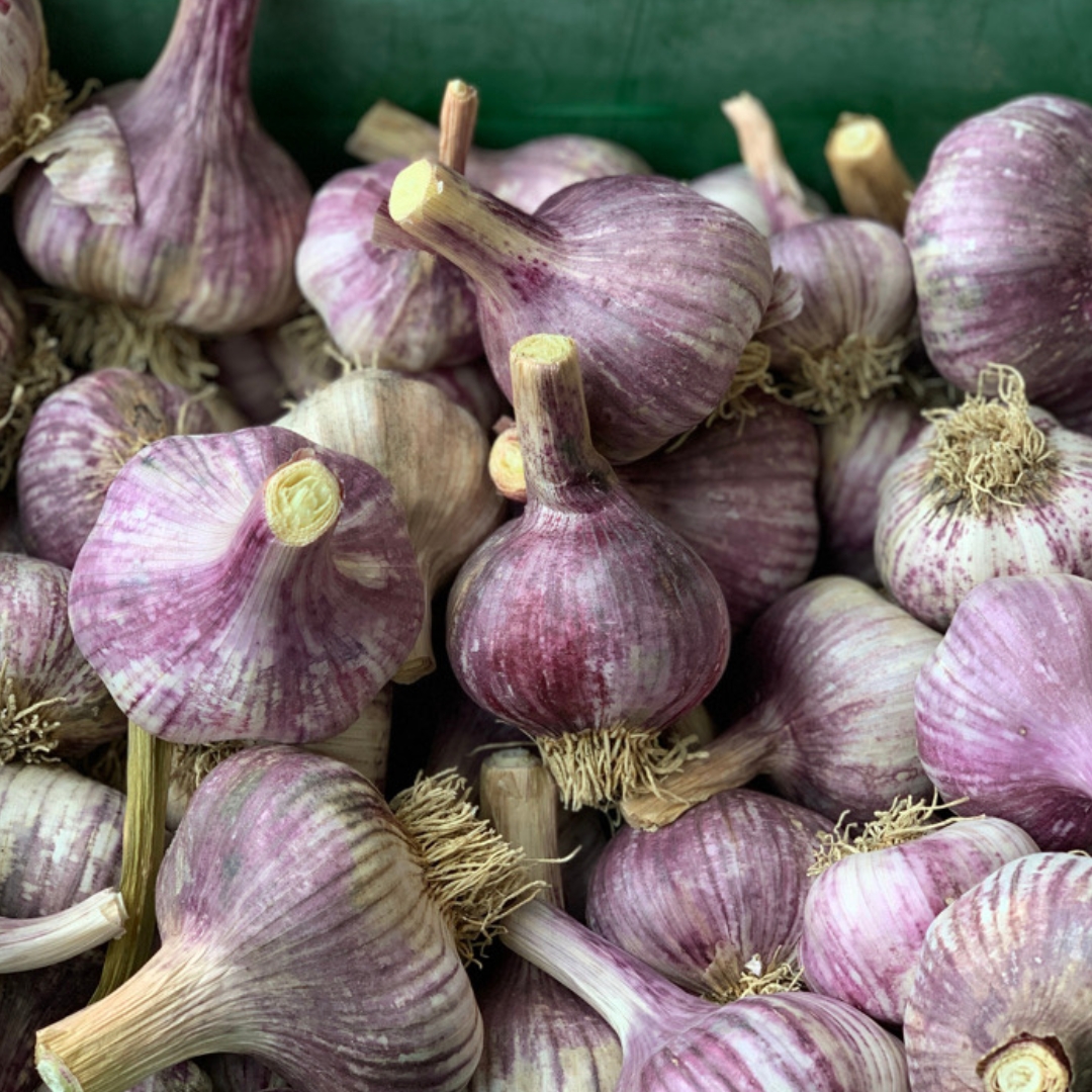 Buy Garlic - NZ Early Purple Online NZ